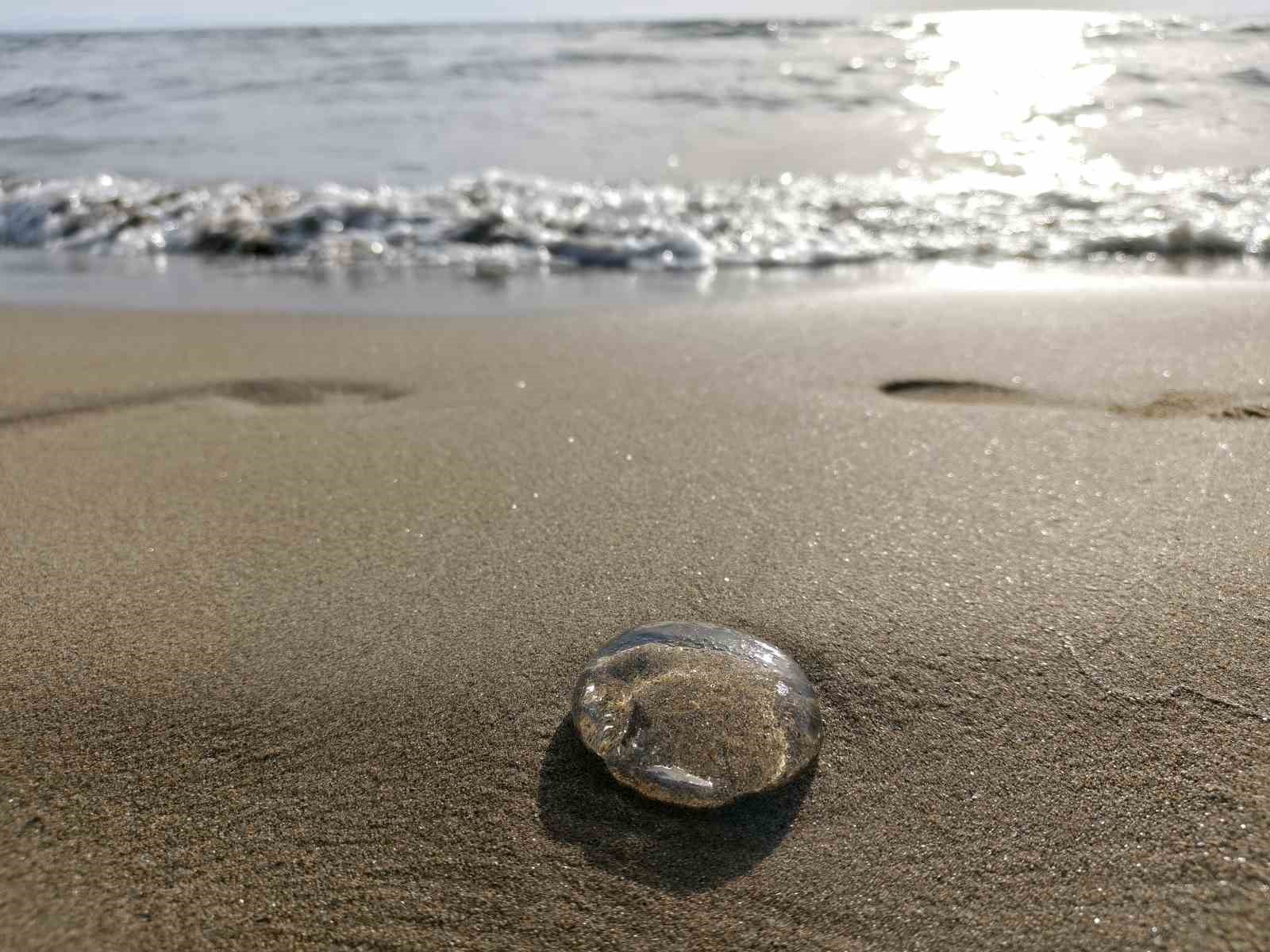Ege kıyılarında denizanaları sahile vurdu