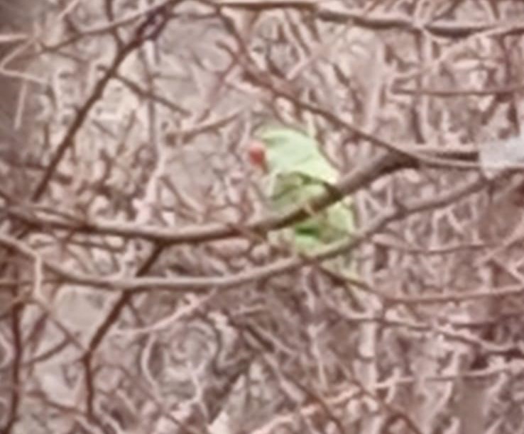 Evden kaçan papağan 2,5 yıldır doğada yaşıyor