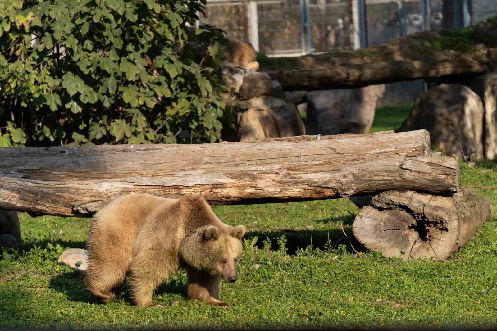 İzmir Doğal Yaşam Parkı’na siyah jaguar ve bozayı geldi