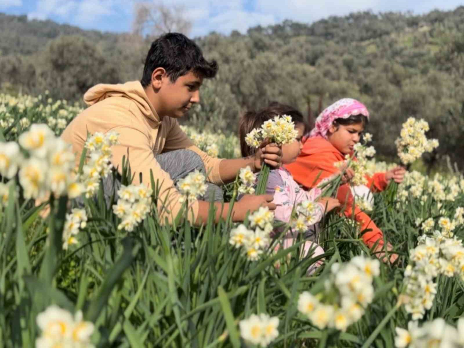 Mis kokulu nergis bilime de ilham kaynağı oluyor